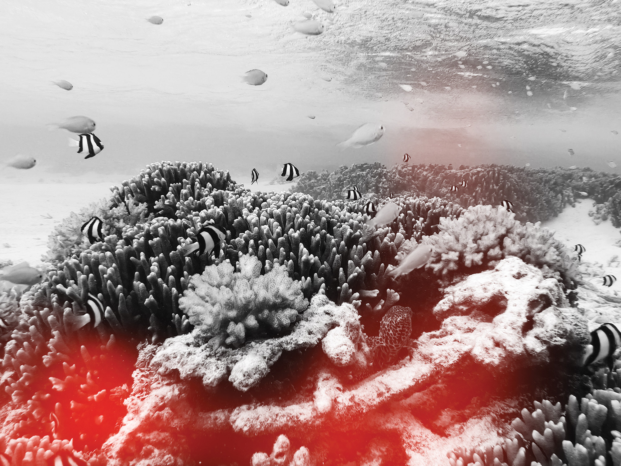 ����������� ��������